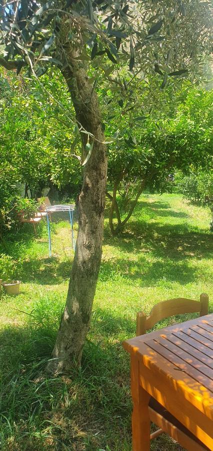 Guest house Xho's Forest