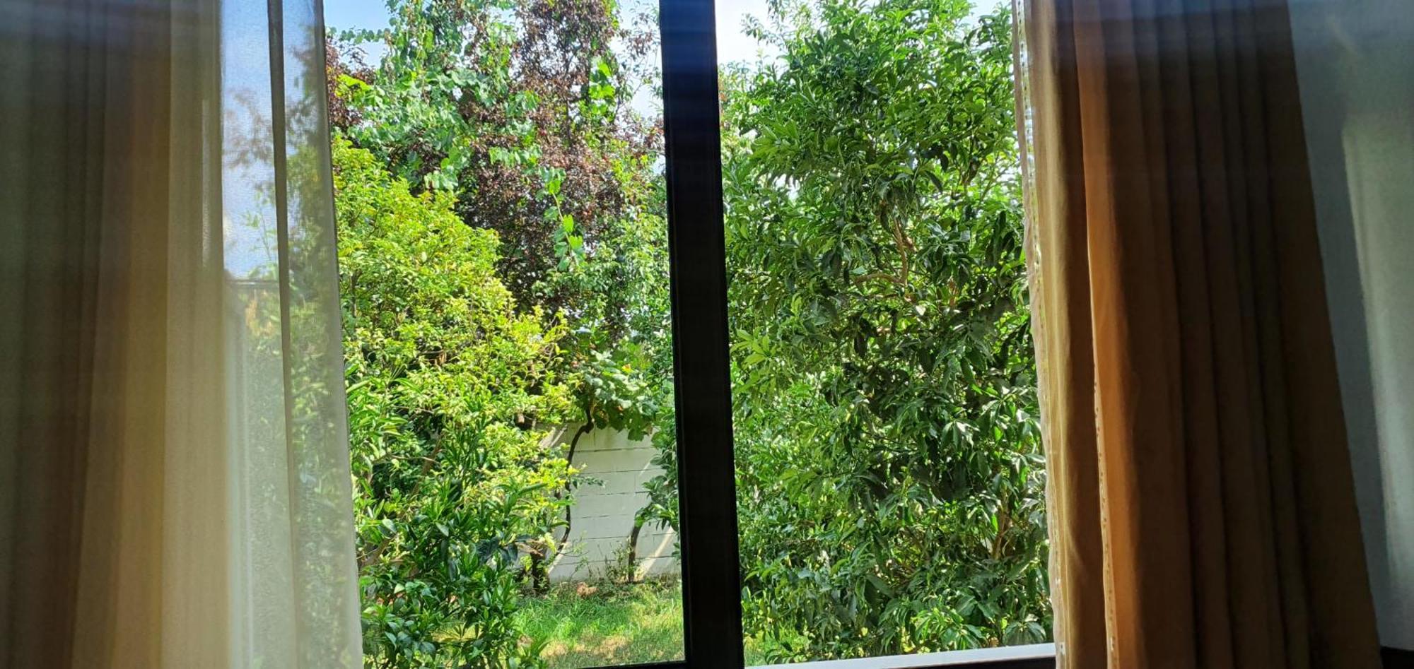 Xho's Forest Berat